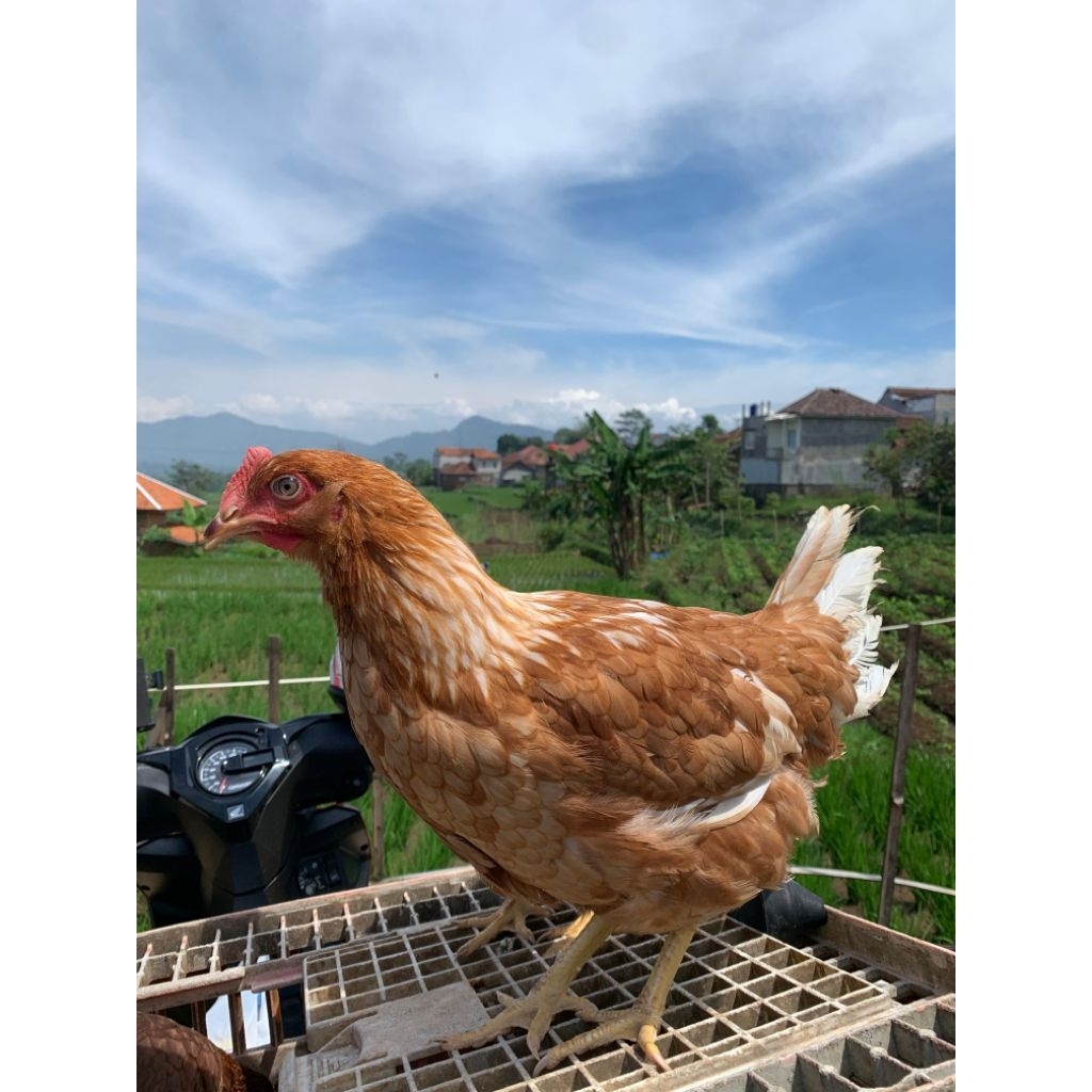 Betina ayam petelur Merah jenis Isa brown usia 18 Minggu