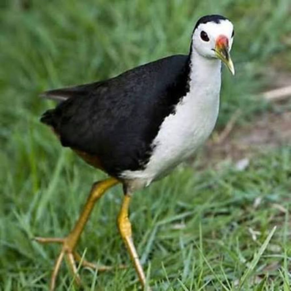 burung ruak ruak hidup