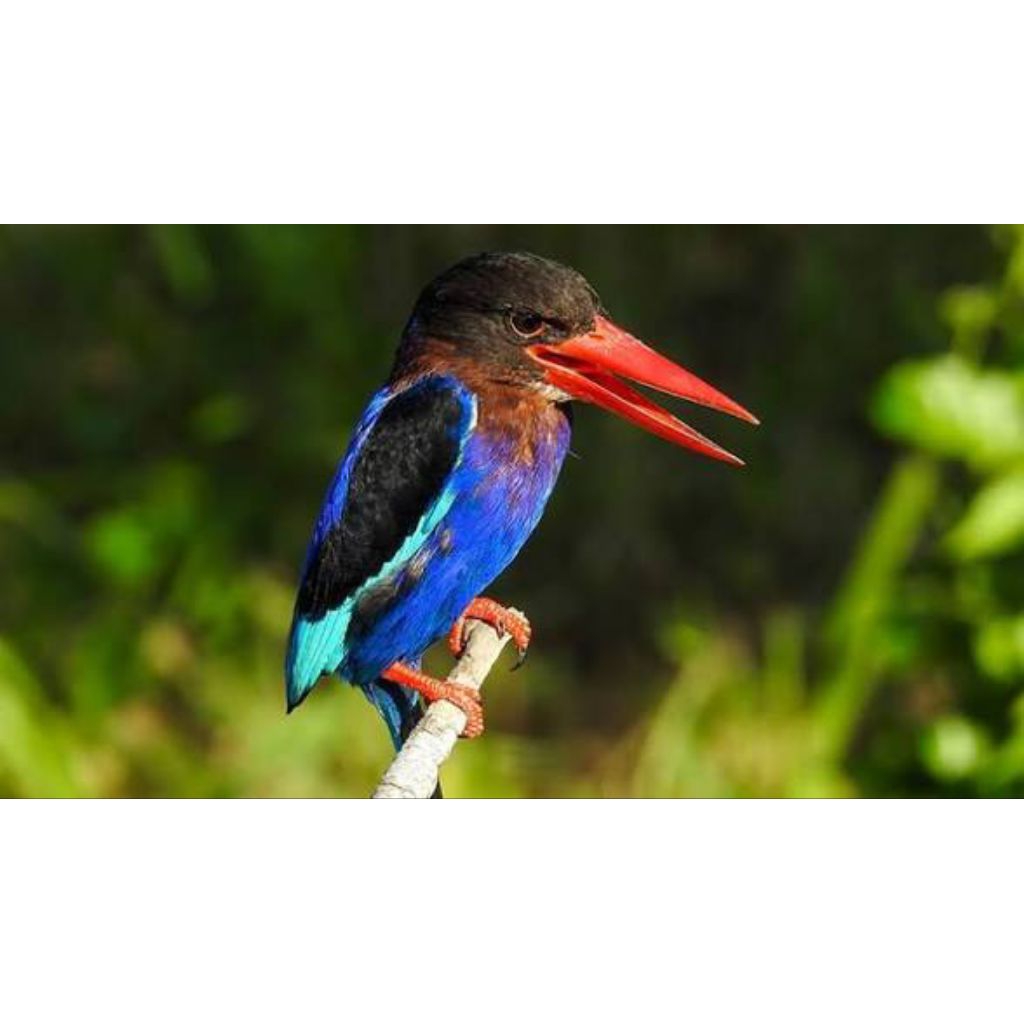 burung raja udang/Tengkek hidup