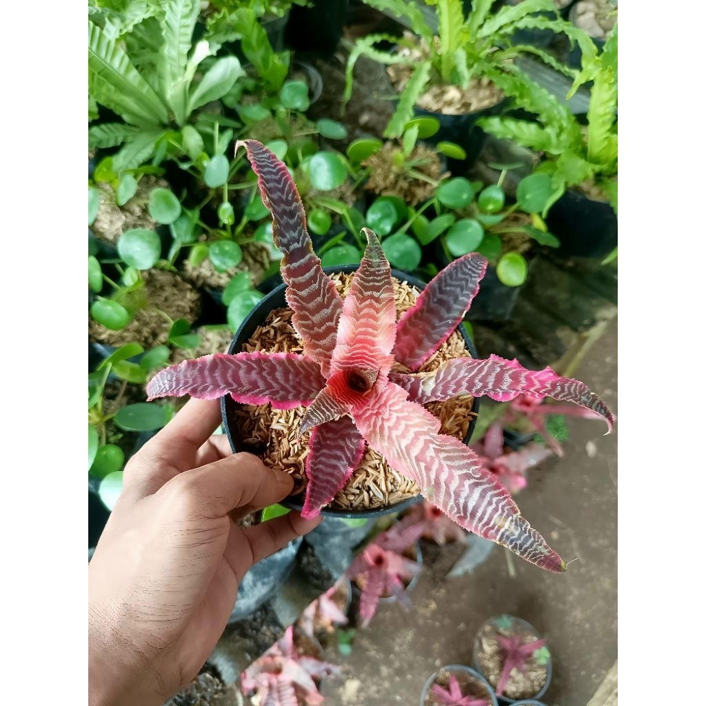 (bisa cod) Tanaman hias hidup sansivera tokek pink - Pohon hias sansivera tokek