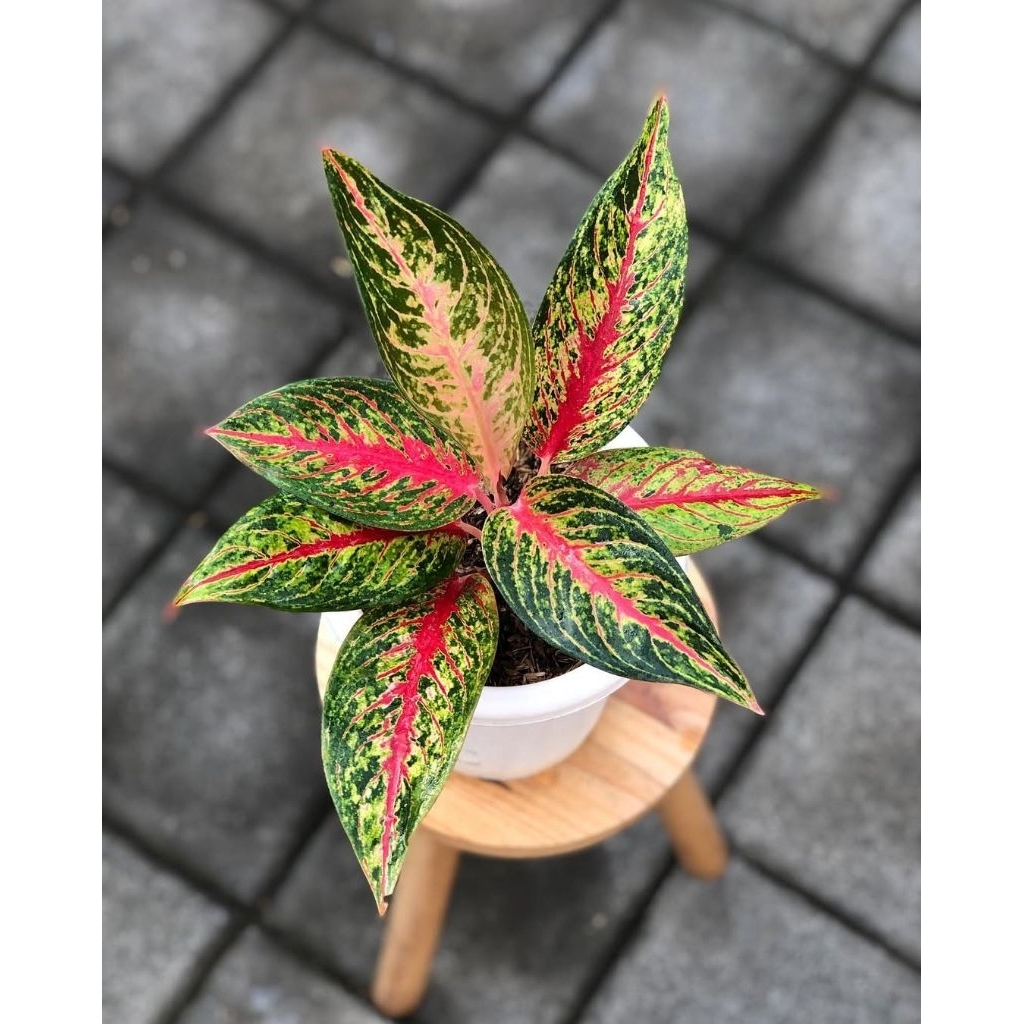 aglonema hot lady