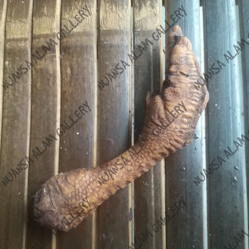 Pajangan Koleksi Patung Batu Ceker Ayam Kampung Bahan Semen Mix Exclusive