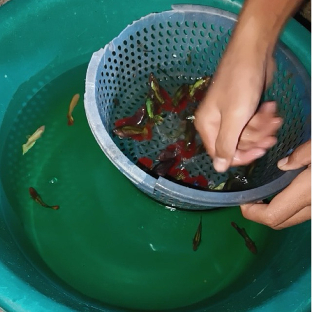 [Garansi mat] 4 ekor betina ikan cupang giant halfmoon full telur siap breed