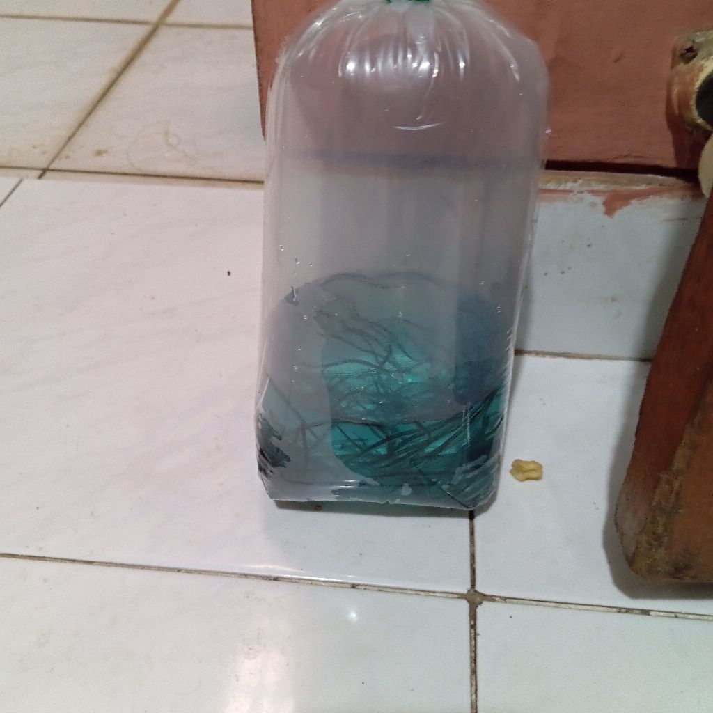 Glass Eel Bibit Benih Sidat SGL FARM
