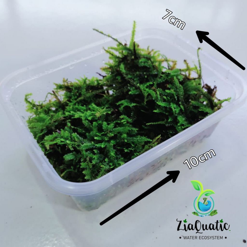 Moss Pillo Weeping Darat Porsi Hemat - Tanaman Paludarium Terrarium Vivarium