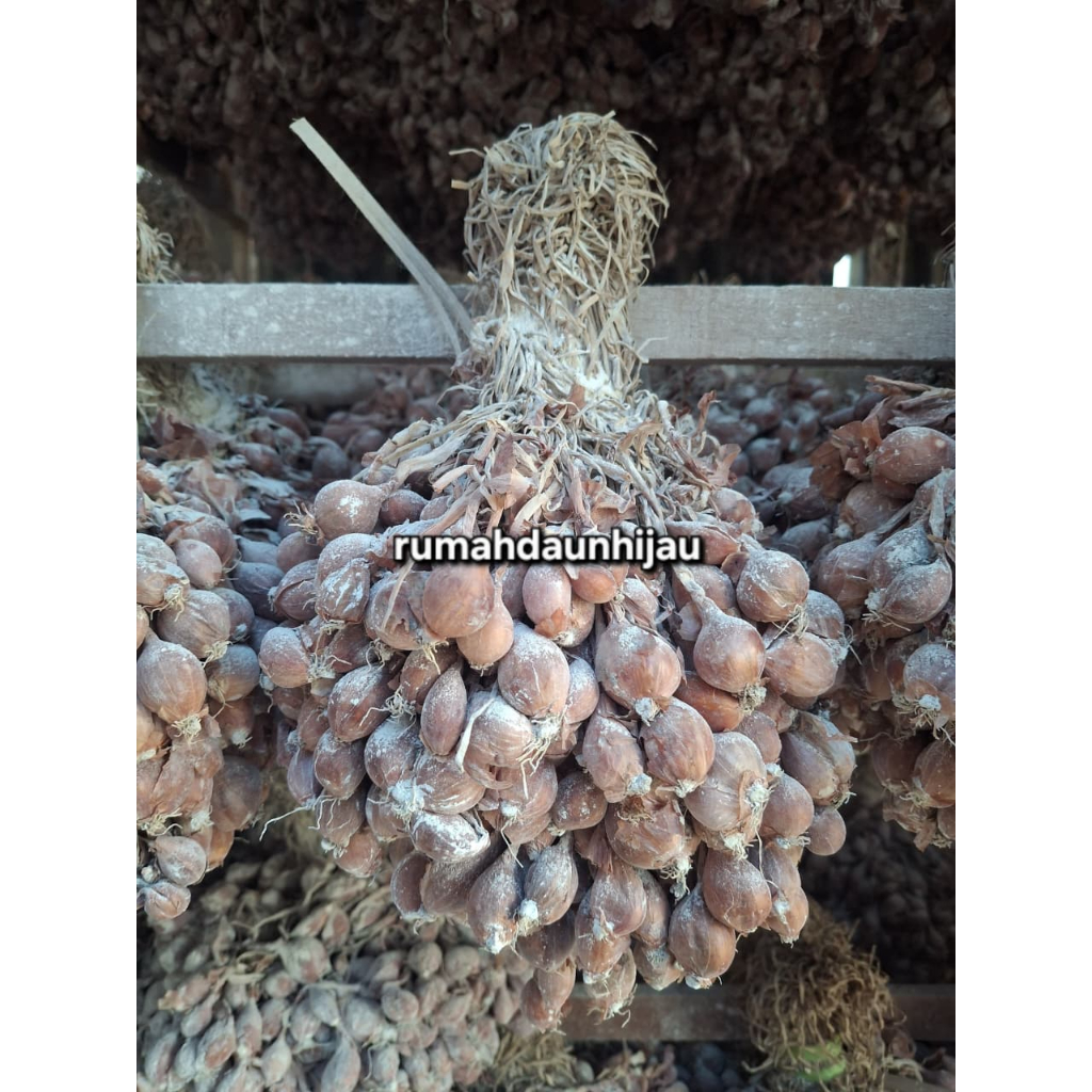 Bibit Bawang Merah Tajuk Tailan Nganjuk Siap Tanam 500gr