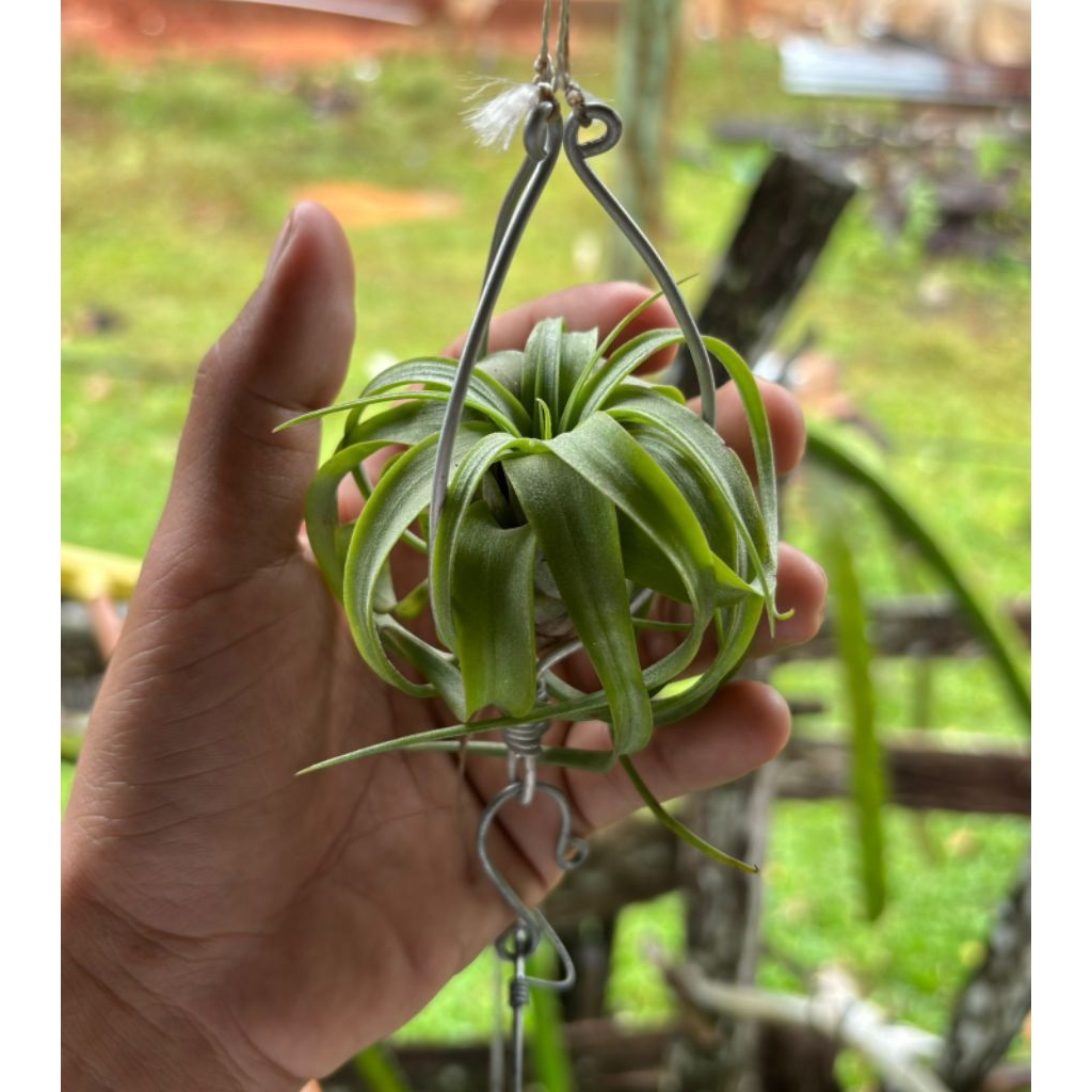 Tillandsia Eric Knobloch sesuai vidio
