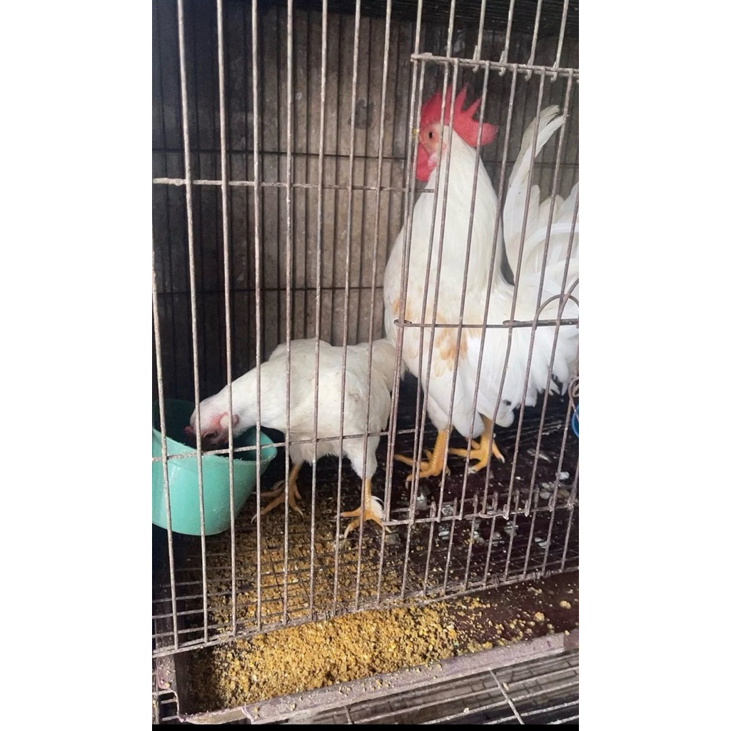 BETINA AYAM KATE