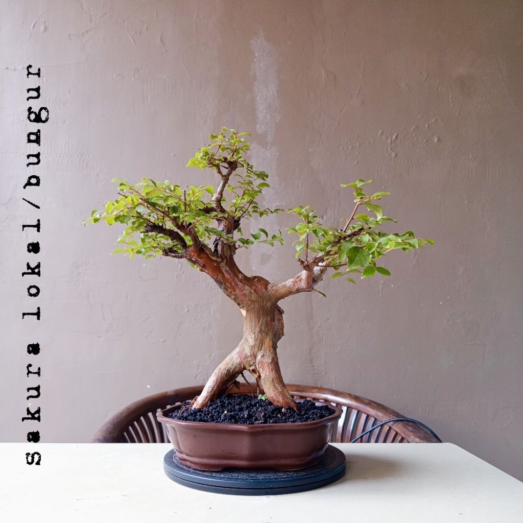 BONSAI SAKURA MIKRO LOKAL / BUNGUR DIKIRIM SESUAI FOTO