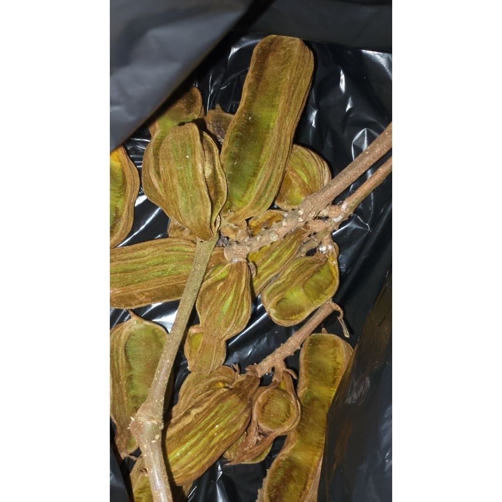 buah salju Bedugul