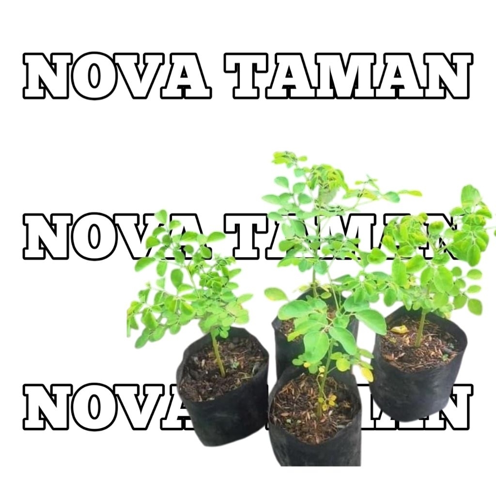 tanaman paket 2 pohon saga dan pohon kelor hidup