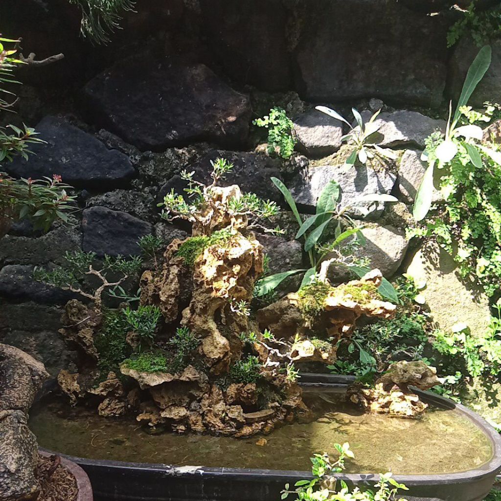 link co bonsai panorama air terjun 85cm
