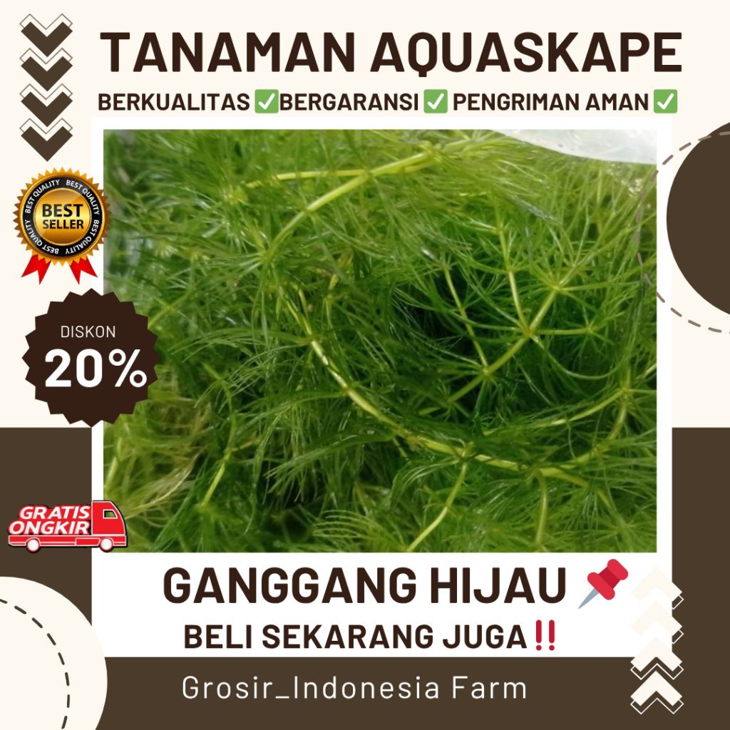 [TERMURAH] Tanaman Air Ganggang Hijau Cocok Untuk Aquaskape di Aquarium