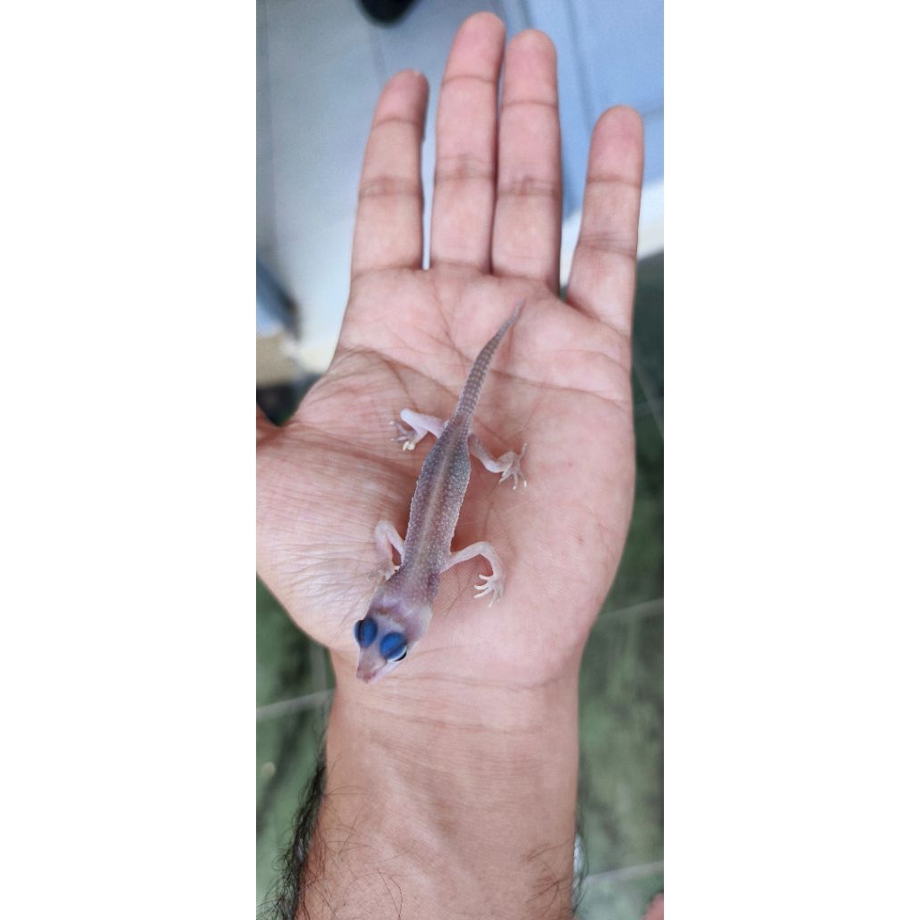 Baby Gecko Blazing Blizzard Poss Diablo Blanco