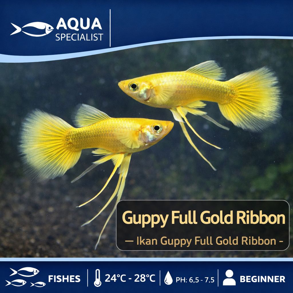 ikan guppy full gold ribbon - full gold guppy dasi