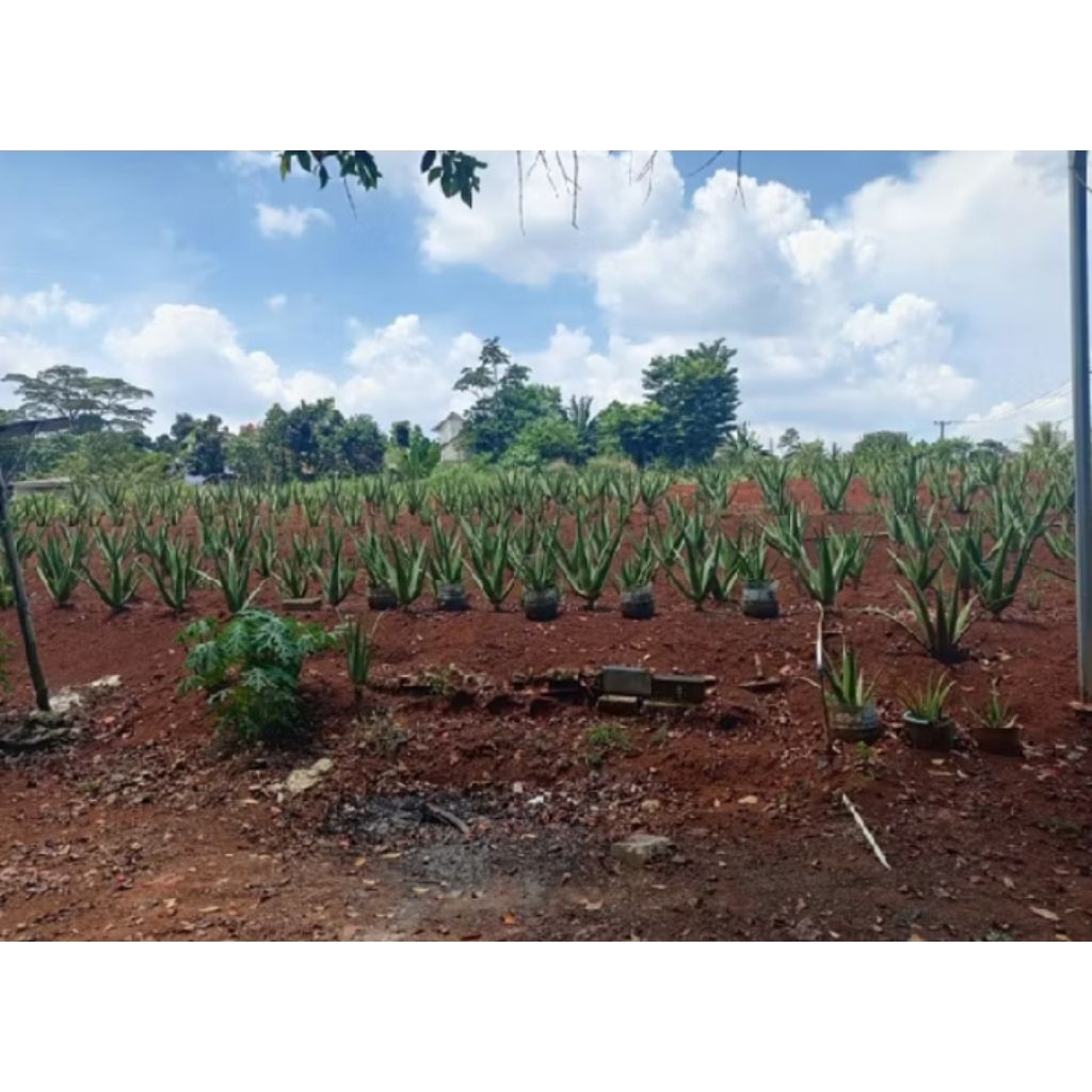 PROMO Bibit Lidah Buaya Jumbo Aloevera Super, Cepat Tumbuh - Paket Isi 3 Bibit COD