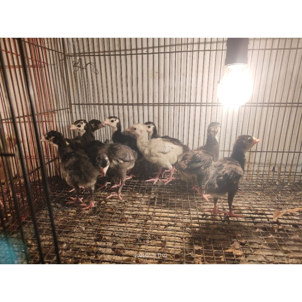 ayam kalkun 5 ekor black dan blue