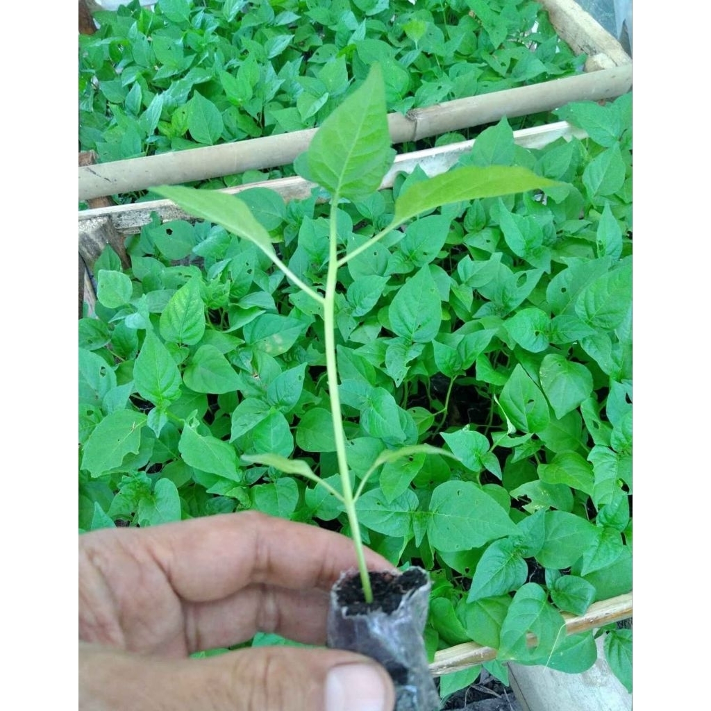 10 bibit cabe ORI 212