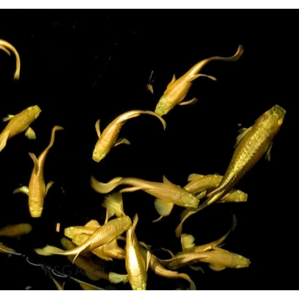 Ikan Hias Guppy Albino Full Gold - Jantan, Warna Emas Menawan, Mudah Dibudidayakan