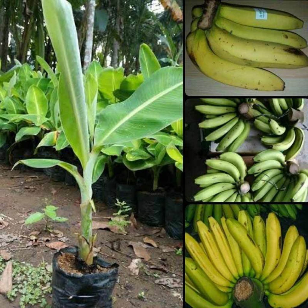 Bibit Pisang Ambon Lumut ijo
