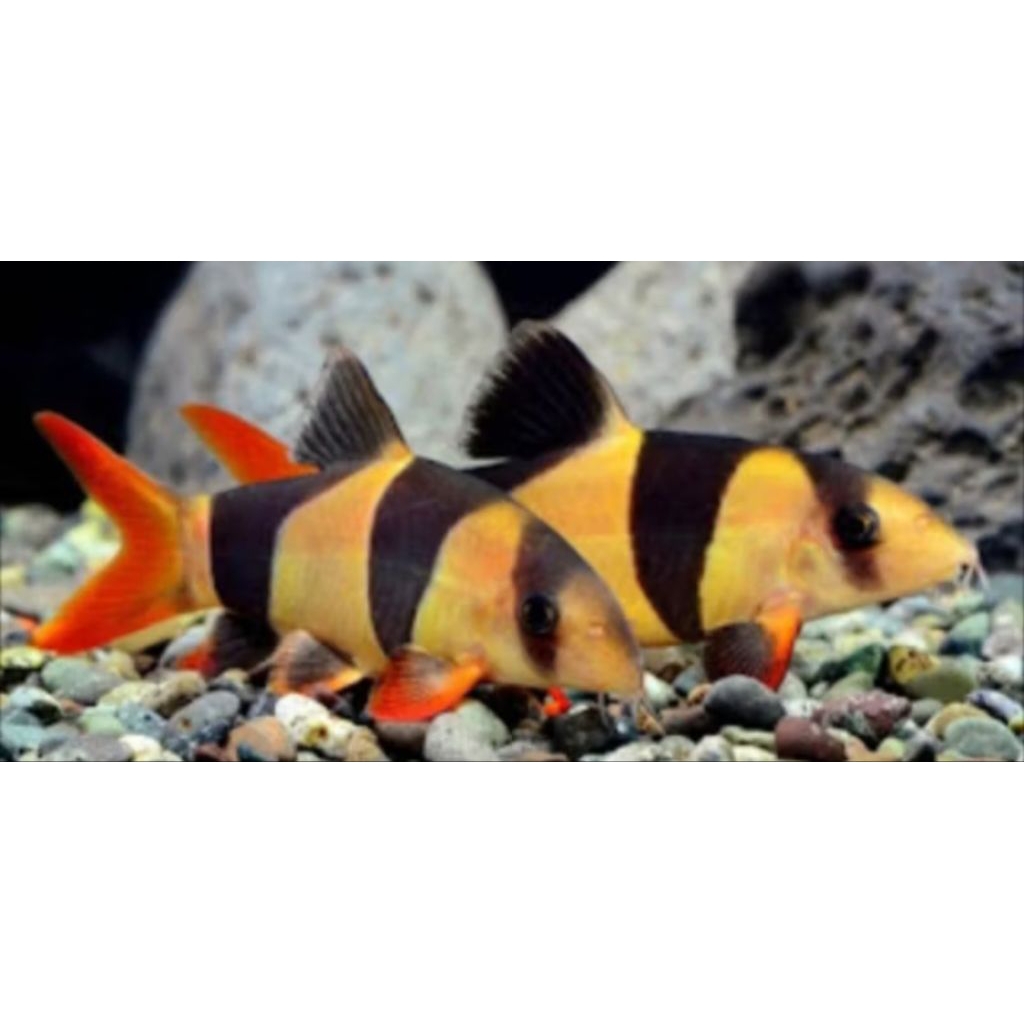 BOTIA BADUT PER EKOR/IKAN AQUASCAPE