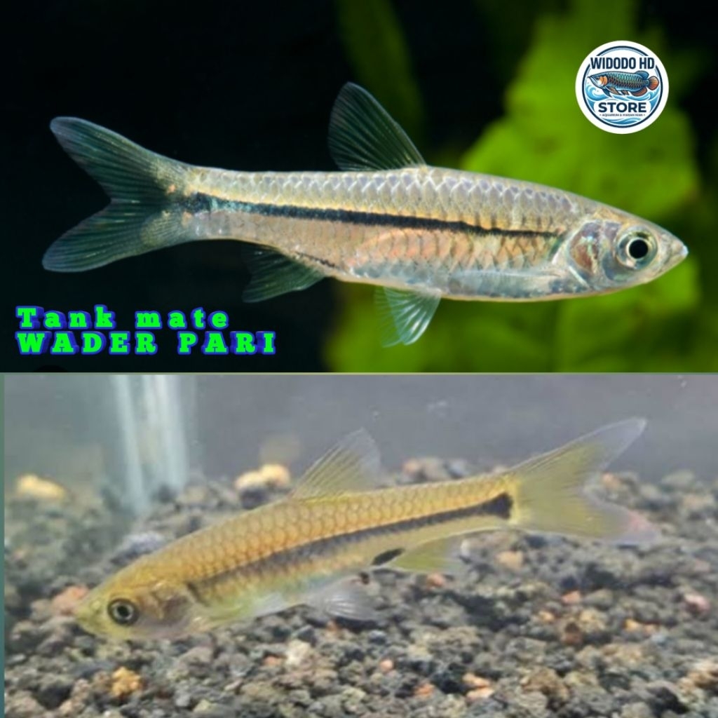Wader Pari (tank mate) hiasan aquarium