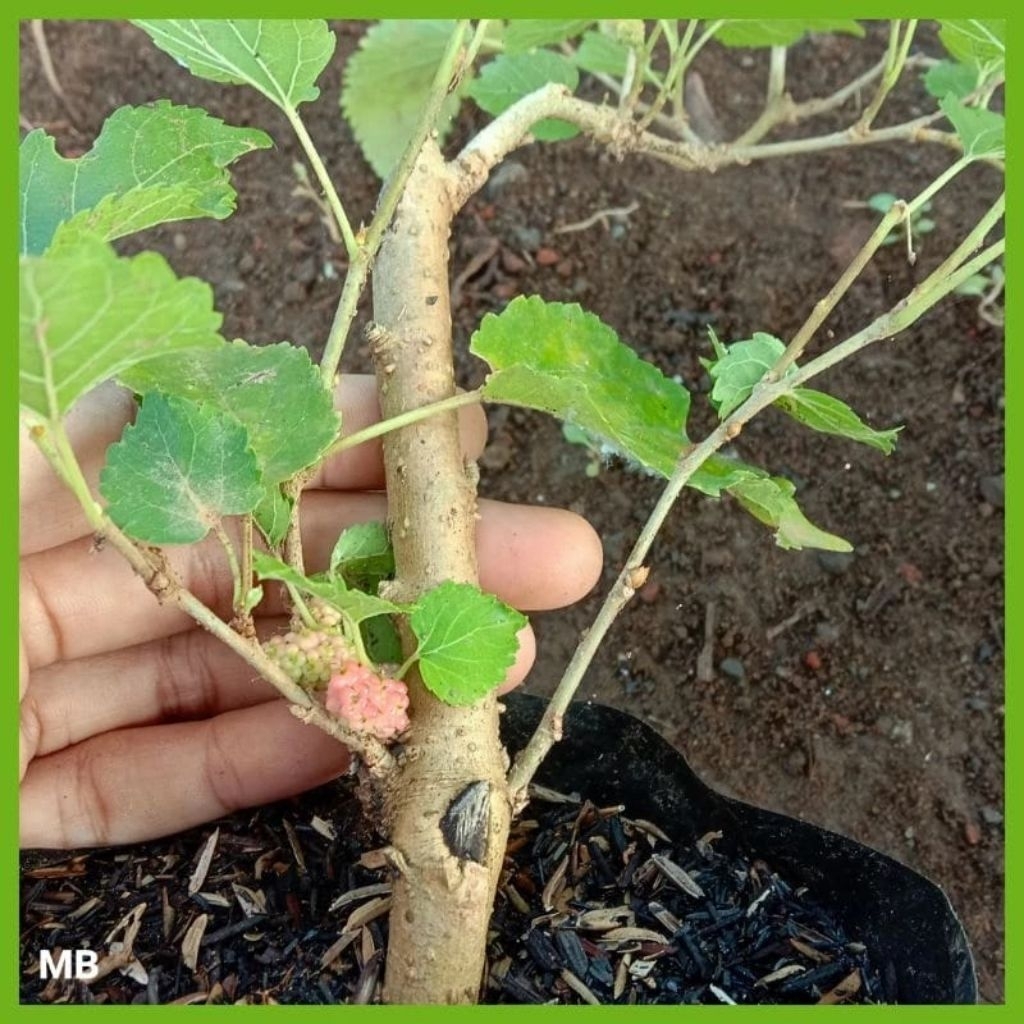 Bahan Bonsai Murbei Buah Hasil Stek