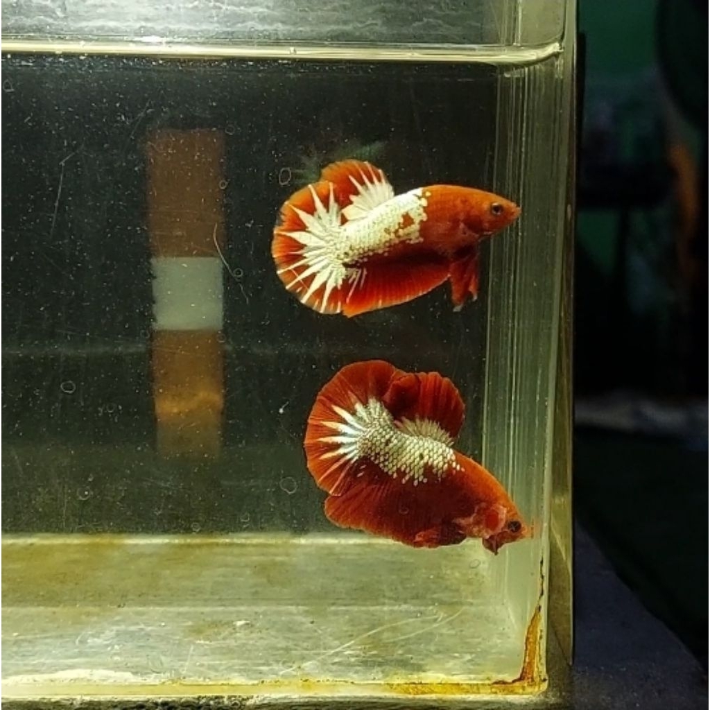 Fccp Red Startail size s++