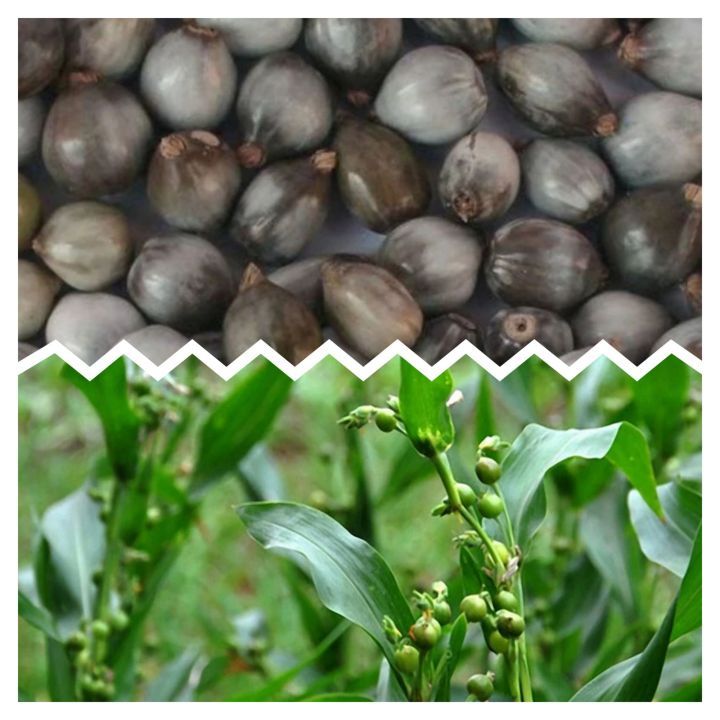 Bibit tanaman herbal pohon hanjeli jali jali toko herba tropika