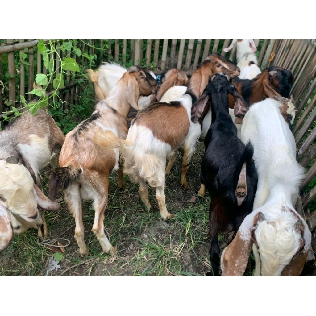 Kambing Qurban Kurban / Aqiqah/ Catering Kambing