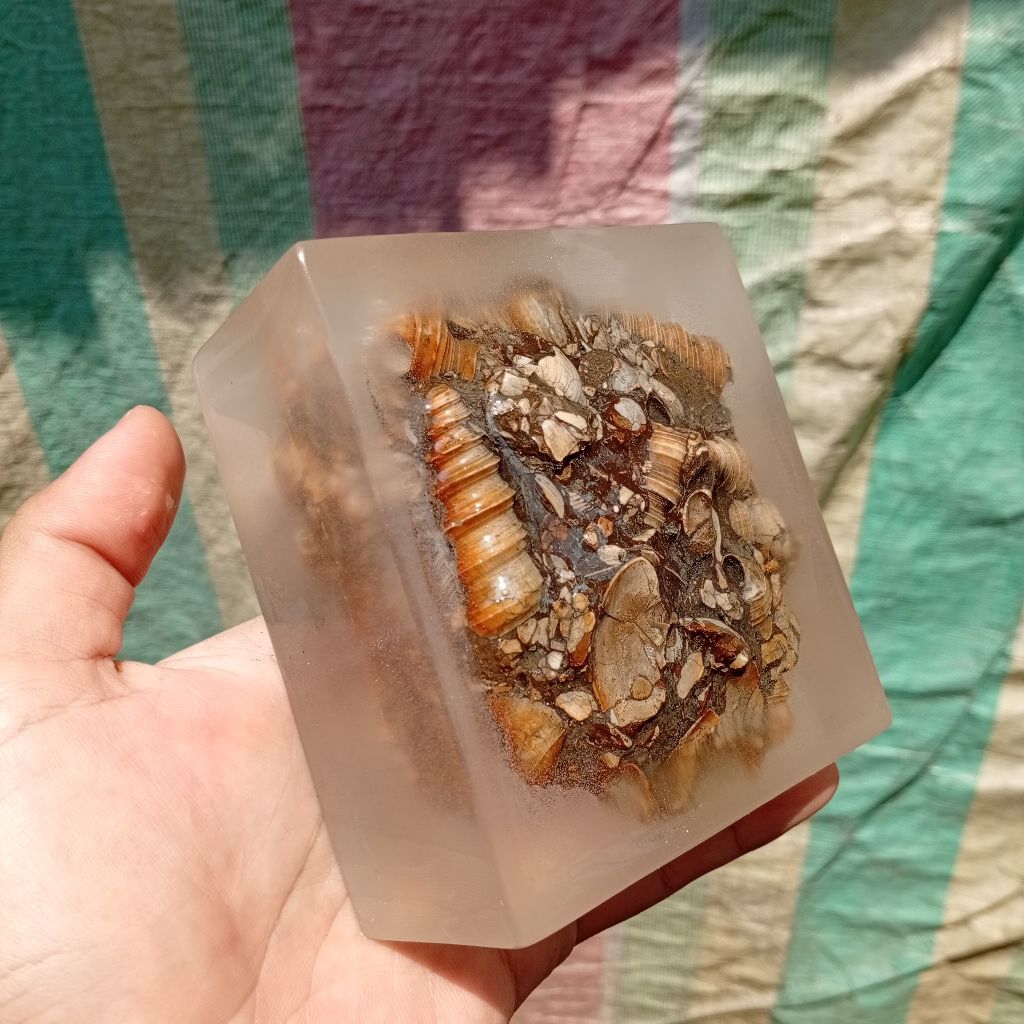 posil keong purba di kombinasi resin untuk pajangan