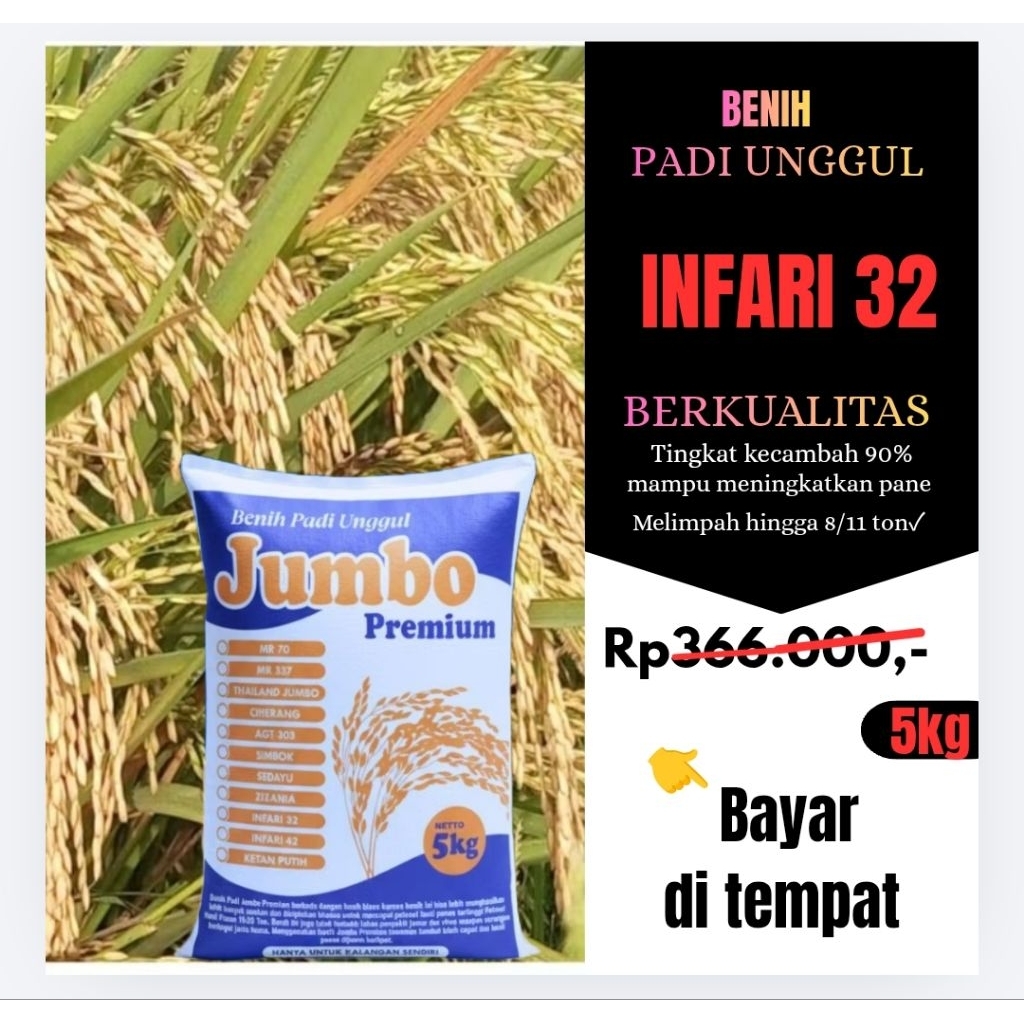 bibit padi INFARI 32 pilihan petani sukses