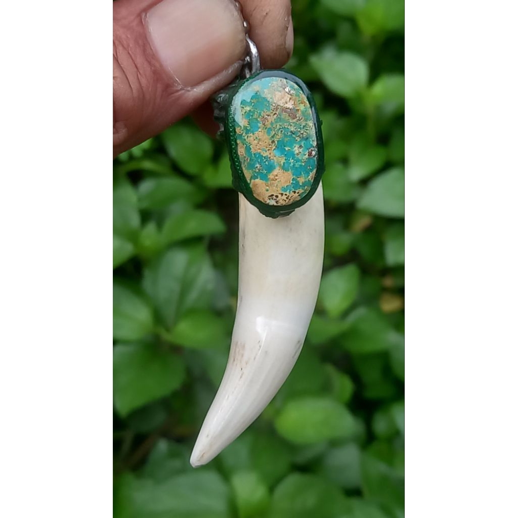 liontin taring buaya asli mix pirus persia natural sudah di isi