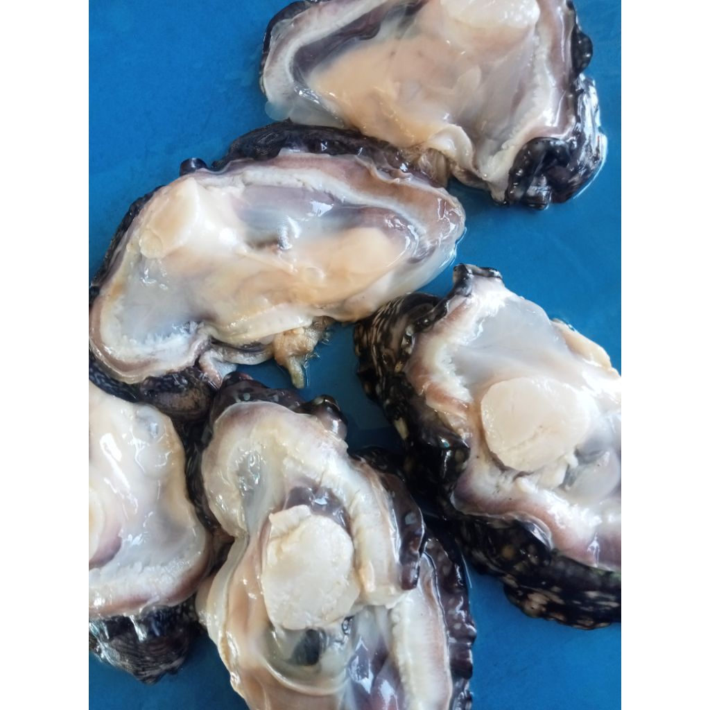 Tiram kerang segar 1kg