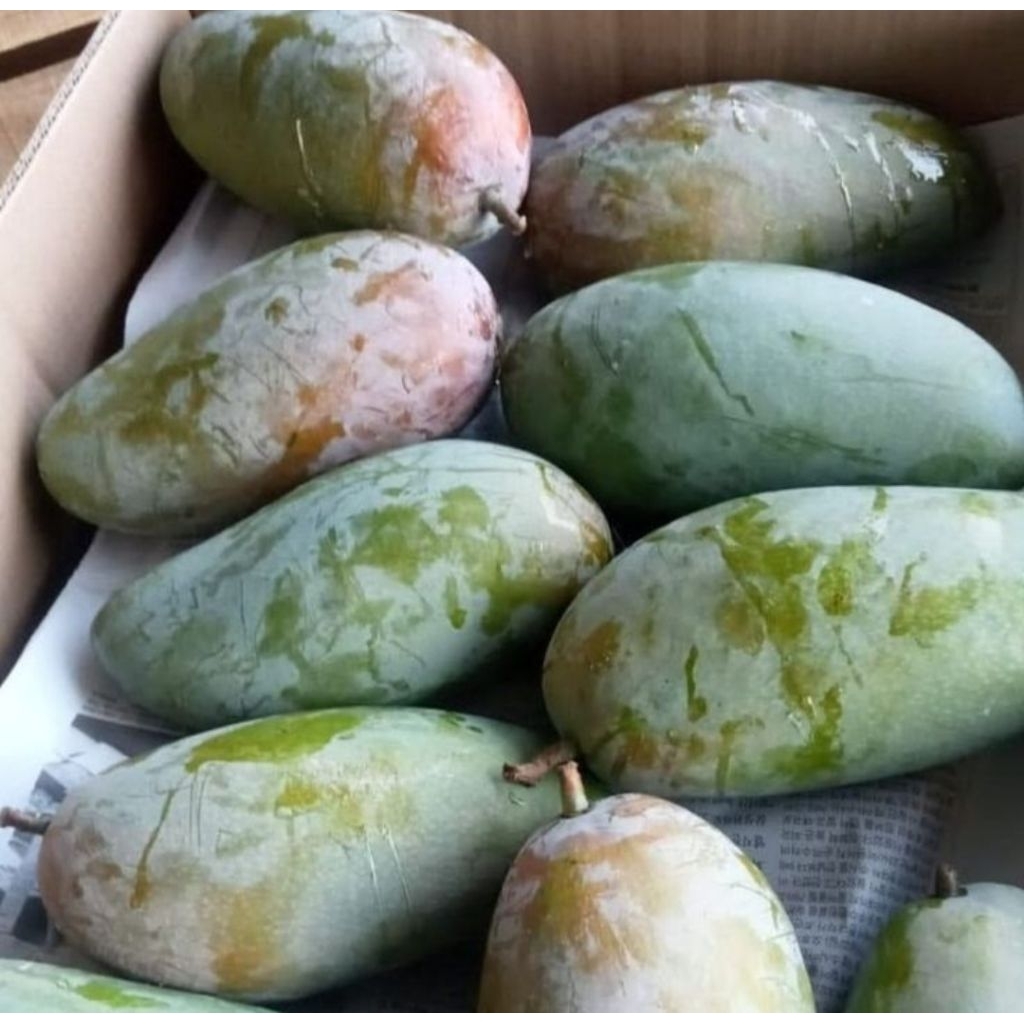 Buah Mangga Kiojay Mengkal