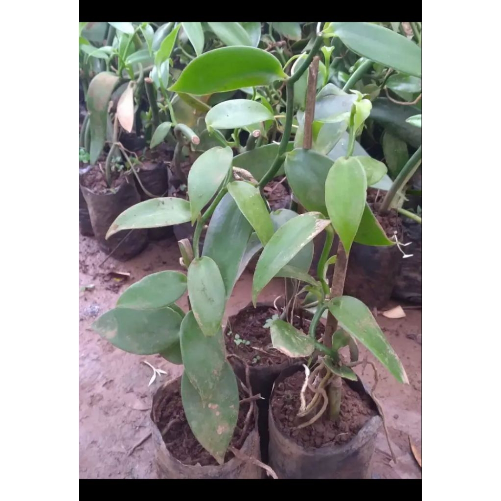 bibit vanili unggul siap tanam