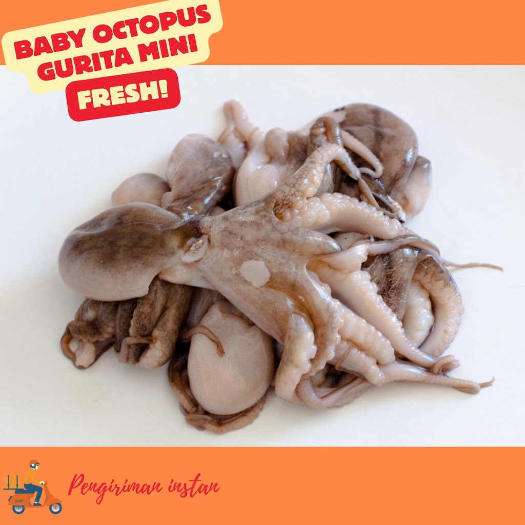 Gurita mini Baby octopus fresh seafood pengiriman instan bandung