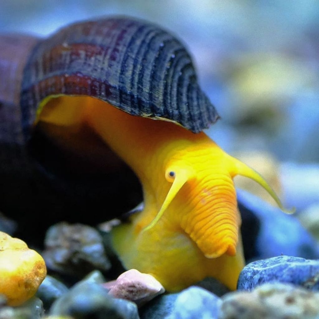 Orange snail Borneo, keong rabbit orange asli  asal kalimantan