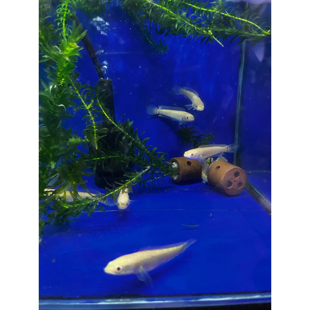 chana striata albino 6 sampai 7cm