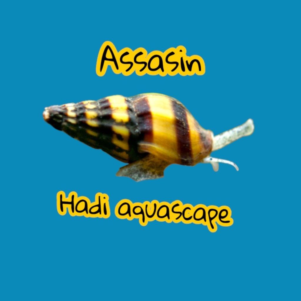 hiasan keong assasin