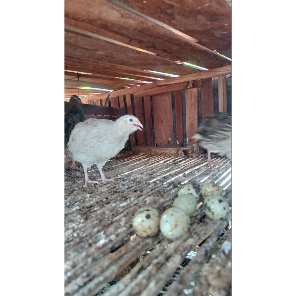 telur puyuh fertil albino mata merah(final stok)