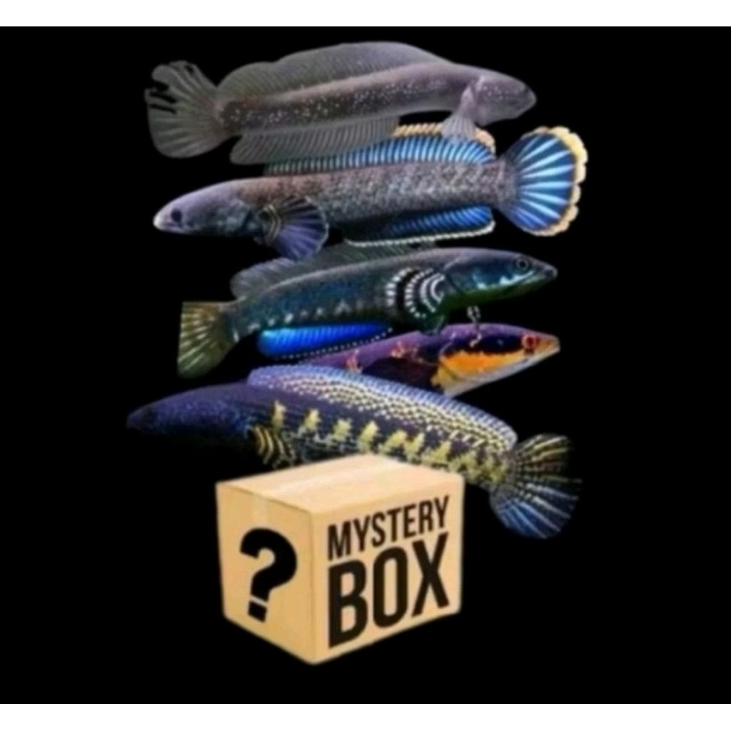 Mystery Box Ikan Channa Acak Bergaransi - Gratis Ongkir, Ikan Sehat, Pengiriman Aman