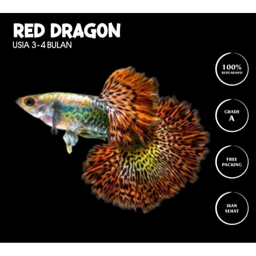 Ikan Hias Guppy Cobra Jantan Betina Acak ( Cek Deskripsi)