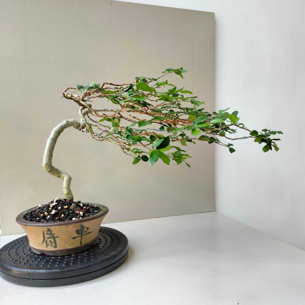 Bonsai Serut - Pot Bundar - Siap Pajang
