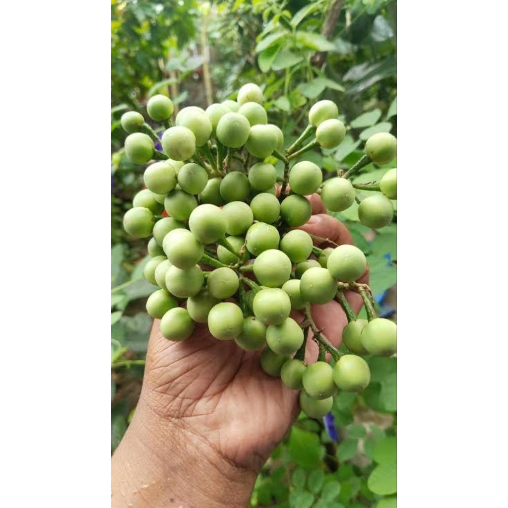 Buah Takokak 1 Kg - Jual Buah Takokak 1 Kg Terbaru Indonesia | Buah Takokak Segar 1Kg | Buah Cepokak
