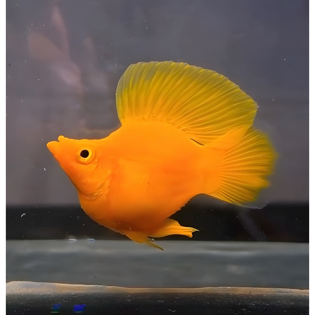 molly balon sunkist jeruk / sailfin / sirip jambul punk