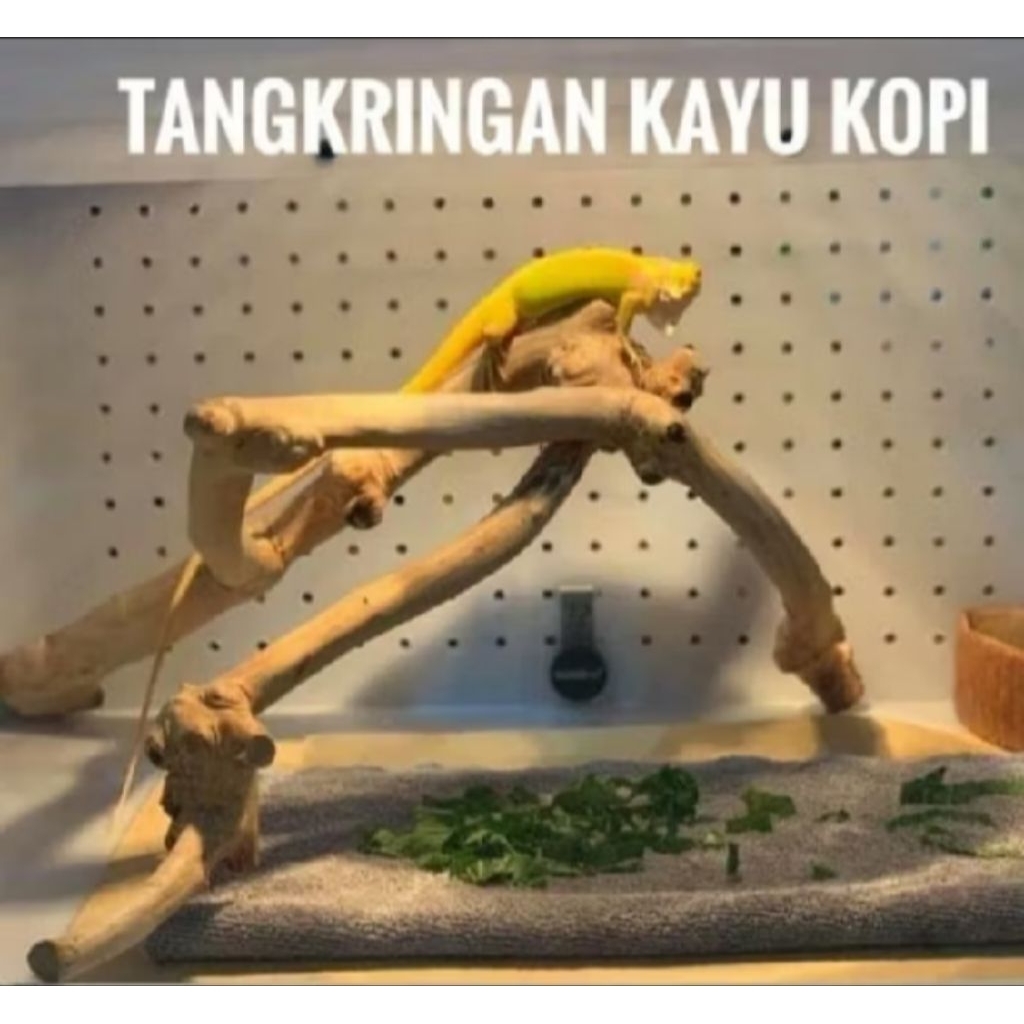 Tangkringan iguana/tangkringan kayu kopi