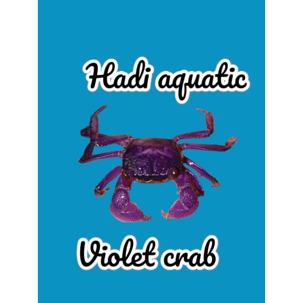 Hiasan Mini Crab violet/ blue ( vampire)