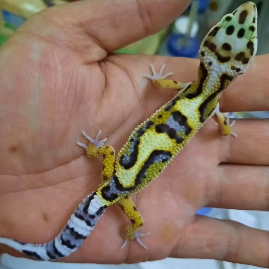 Mainan Anak Gecko leopard Bold Stripe Jungle Baby sesuai foto