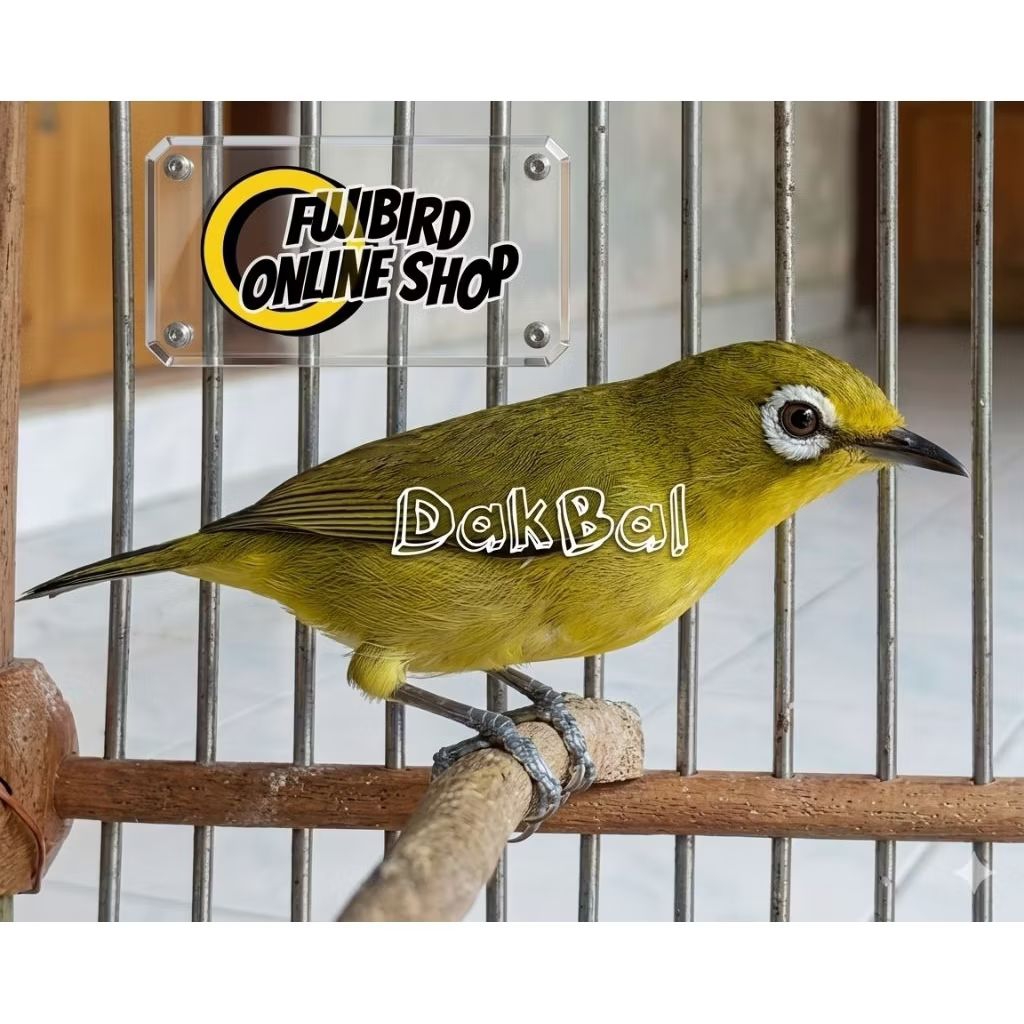 PLECI DAKUN BALI JANTAN PILIHAN